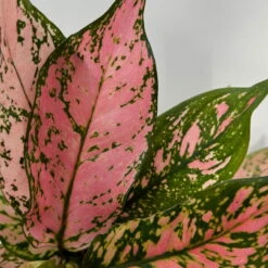 Aglaonema 'Pink', Topf-Ø 12 Cm -Garten Sicht Verkäufe 0220108587 Aglaonema Pink 12cmT 9 125664