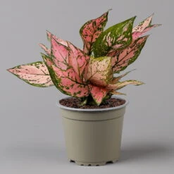 Aglaonema 'Pink', Topf-Ø 12 Cm -Garten Sicht Verkäufe 0220108587 Aglaonema Pink 12cmT f 126184