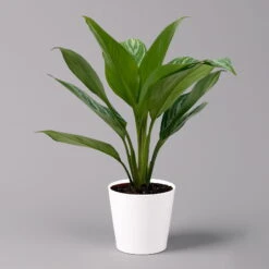 Aglaonema 'Stripes', Topf-Ø 12 Cm Mit Übertopf Dallas Weiß -Garten Sicht Verkäufe 0220108592 Aglaonema Stripes T12 Dallas weiss 14cm f 126186