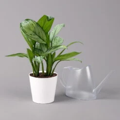 Aglaonema 'Maria Christina', Mit Übertopf Dallas Weiß, Topf-Ø 12 Cm