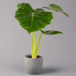 Alocasia Macrorrhiza 'Lutea', Topf-Ø 17 Cm, Höhe Ca. 65 Cm