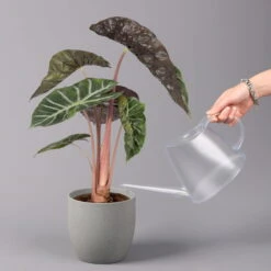 Alocasia Baginda 'Pink Dragon', Topf-Ø 17 Cm, Höhe Ca. 65 Cm -Garten Sicht Verkäufe 0220110089 Alocasia Pink Dragon 31