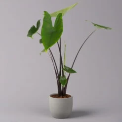 Alocasia Zebrina 'Black Stem', Topf-Ø 14 Cm, Höhe Ca. 45 Cm -Garten Sicht Verkäufe 0220110103 Alocasia Black Zebrina 22