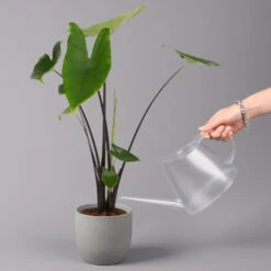 Alocasia Zebrina 'Black Stem', Topf-Ø 14 Cm, Höhe Ca. 45 Cm -Garten Sicht Verkäufe 0220110103 Alocasia Black Zebrina 23