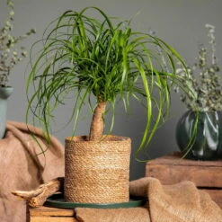 Elefantenfuß In Korb Maki, Topf-Ø 17 Cm, Höhe Ca. 50 Cm