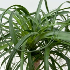 Elefantenfuß 'Mayapalme', Topf-Ø 19 Cm, Höhe Ca. 50 Cm -Garten Sicht Verkäufe 0220120057 Beaucarnea Mayapalme ST 19cmT H60cm 6 126550