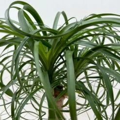 Elefantenfuß 'Mayapalme', Topf-Ø 19 Cm, Höhe Ca. 50 Cm -Garten Sicht Verkäufe 0220120057 Beaucarnea Mayapalme ST 19cmT H60cm 7 126549