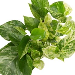 Grünpflanzen Trend-Mix Für Halbschattig/schattige Standorte, Topf 12 Cm Ø -Garten Sicht Verkäufe 0220150063