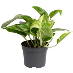 Grünpflanzen Trend-Mix, Hängend Bis Kletternd, Topf 12 Cm Ø -Garten Sicht Verkäufe 0220150063 1 1