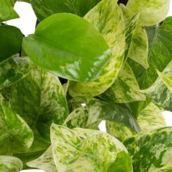 Grünpflanzen Trend-Mix Für Halbschattig/schattige Standorte, Topf 12 Cm Ø -Garten Sicht Verkäufe 0220150063 1 1