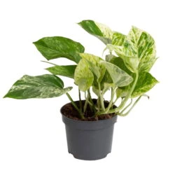 Grünpflanzen Trend-Mix Für Halbschattig/schattige Standorte, Topf 12 Cm Ø -Garten Sicht Verkäufe 0220150063 2