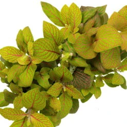 Grünpflanzen Trend-Mix, Hängend Bis Kletternd, Topf 12 Cm Ø -Garten Sicht Verkäufe 0220150063 3