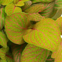 Grünpflanzen Trend-Mix Für Sonnig/halbschattige Standorte, Topf 12 Cm Ø -Garten Sicht Verkäufe 0220150063 3 1 1