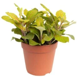 Grünpflanzen Trend-Mix Für Sonnig/halbschattige Standorte, Topf 12 Cm Ø -Garten Sicht Verkäufe 0220150063 4 1