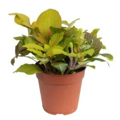 Grünpflanzen Trend-Mix Für Sonnig/halbschattige Standorte, Topf 12 Cm Ø -Garten Sicht Verkäufe 0220150063 5 1