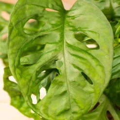 Grünpflanzen Trend-Mix Für Halbschattig/schattige Standorte, Topf 12 Cm Ø -Garten Sicht Verkäufe 0220150063 6