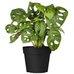 Grünpflanzen Trend-Mix, Hängend Bis Kletternd, Topf 12 Cm Ø -Garten Sicht Verkäufe 0220150063 7 1