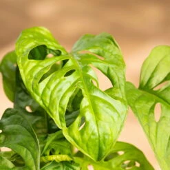 Grünpflanzen Trend-Mix Für Halbschattig/schattige Standorte, Topf 12 Cm Ø -Garten Sicht Verkäufe 0220150063 8