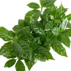 Grünpflanzen Trend-Mix Für Sonnig/halbschattige Standorte, Topf 12 Cm Ø -Garten Sicht Verkäufe 0220150064