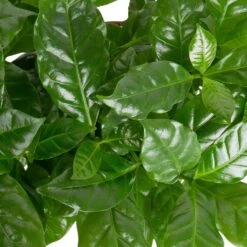 Grünpflanzen Trend-Mix Für Sonnig/halbschattige Standorte, Topf 12 Cm Ø -Garten Sicht Verkäufe 0220150064 1