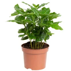 Grünpflanzen Trend-Mix Für Sonnig/halbschattige Standorte, Topf 12 Cm Ø -Garten Sicht Verkäufe 0220150064 2