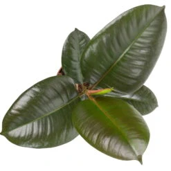 Grünpflanzen Trend-Mix Für Halbschattig/schattige Standorte, Topf 12 Cm Ø -Garten Sicht Verkäufe 0220150064 3