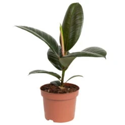 Grünpflanzen Trend-Mix Für Halbschattig/schattige Standorte, Topf 12 Cm Ø -Garten Sicht Verkäufe 0220150064 5