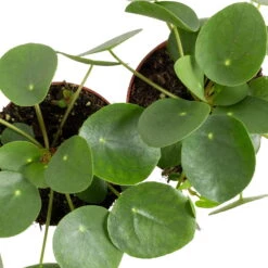 Grünpflanzen Trend-Mix Für Sonnig/halbschattige Standorte, Topf 12 Cm Ø -Garten Sicht Verkäufe 0220150064 6