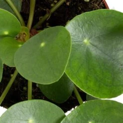 Grünpflanzen Trend-Mix Für Sonnig/halbschattige Standorte, Topf 12 Cm Ø -Garten Sicht Verkäufe 0220150064 6 1