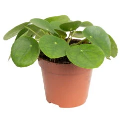 Grünpflanzen Trend-Mix Für Sonnig/halbschattige Standorte, Topf 12 Cm Ø -Garten Sicht Verkäufe 0220150064 7