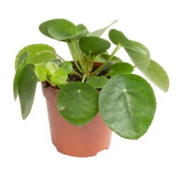 Grünpflanzen Trend-Mix Für Sonnig/halbschattige Standorte, Topf 12 Cm Ø -Garten Sicht Verkäufe 0220150064 8