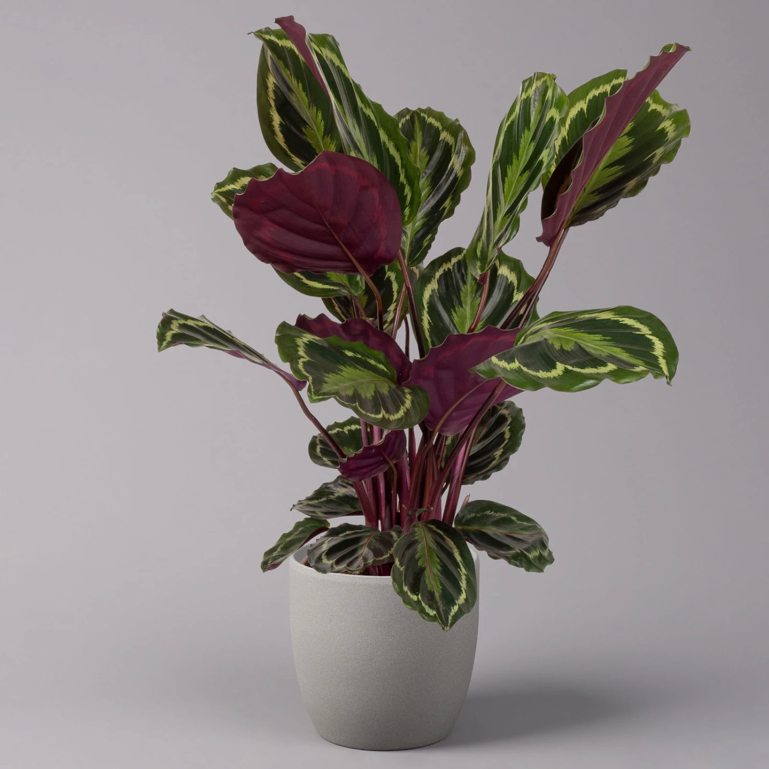 Calathea 'Medallion', Topf-Ø 19 Cm, Höhe Ca. 85 Cm 1 Calathea 'Medallion', Topf-Ø 19 Cm, Höhe Ca. 85 Cm