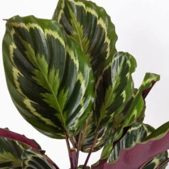 Calathea 'Medallion', Topf-Ø 19 Cm, Höhe Ca. 85 Cm 9 Calathea 'Medallion', Topf-Ø 19 Cm, Höhe Ca. 85 Cm -Garten Sicht Verkäufe 0220160008 Calathea Medaillon 19cm 4 109550