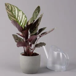 Calathea Ornata, Topf-Ø 14 Cm, Höhe Ca. 50 Cm -Garten Sicht Verkäufe 0220160026 Calathea sanderiana Ornata 3