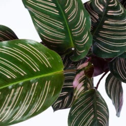 Calathea Ornata, Topf-Ø 14 Cm, Höhe Ca. 50 Cm -Garten Sicht Verkäufe 0220160026 Calathea sanderiana Ornata 4