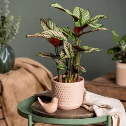 Calathea Majestica 'Whitestar', Topf-Ø 14 Cm, Höhe Ca. 35-45 Cm -Garten Sicht Verkäufe 0220160027 Calathea majestica Whitestar 1