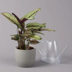 Calathea Majestica 'Whitestar', Topf-Ø 14 Cm, Höhe Ca. 35-45 Cm -Garten Sicht Verkäufe 0220160027 Calathea majestica Whitestar 14cm 3