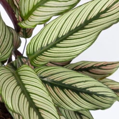 Calathea Majestica 'Whitestar', Topf-Ø 14 Cm, Höhe Ca. 35-45 Cm -Garten Sicht Verkäufe 0220160027 Calathea majestica Whitestar 14cm 4