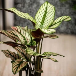 Calathea Majestica 'Whitestar', Topf-Ø 14 Cm, Höhe Ca. 35-45 Cm -Garten Sicht Verkäufe 0220160027 Calathea majestica Whitestar 2