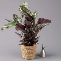 Calathea Ornata Mit Dekokorb Osaka, Topf-Ø 19 Cm, Höhe Ca. 65-85 Cm -Garten Sicht Verkäufe 0220160076 Calathea sanderiana im Dekokorb Osaka 3