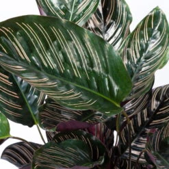 Calathea Ornata Mit Dekokorb Osaka, Topf-Ø 19 Cm, Höhe Ca. 65-85 Cm -Garten Sicht Verkäufe 0220160076 Calathea sanderiana im Dekokorb Osaka 4