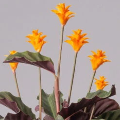 Calathea Crocata, Topf-Ø 14 Cm, Höhe Ca. 40 Cm -Garten Sicht Verkäufe 0220160082 Calathea crocata T14 42 117753