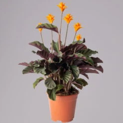 Calathea Crocata, Topf-Ø 14 Cm, Höhe Ca. 40 Cm