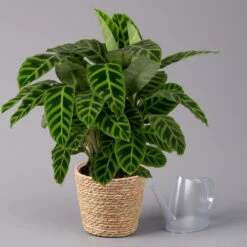 Calathea Zebrina Mit Dekokorb Osaka, Topf-Ø 19 Cm, Höhe Ca. 65 Cm -Garten Sicht Verkäufe 0220160140 Calathea zebrina im Dekokorb Osaka 3