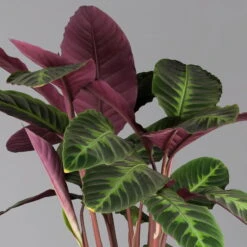 Calathea Warscewiczii, Topf-Ø 21 Cm. Höhe Ca. 80 Cm -Garten Sicht Verkäufe 0220160163 Calathea warscewiczii 21cm Topf 1 124585