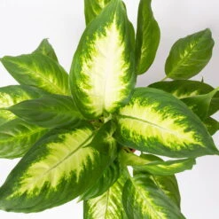 Dieffenbachie 'Camilla' , Topf-Ø17cm, Höhe Ca. 50-60 Cm -Garten Sicht Verkäufe 0220170048 Dieffenbachia Camilla 17 cm 22