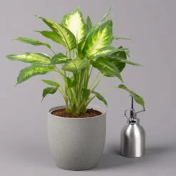 Dieffenbachie 'Camilla' , Topf-Ø17cm, Höhe Ca. 50-60 Cm -Garten Sicht Verkäufe 0220170048 Dieffenbachia Camilla 17cm 32