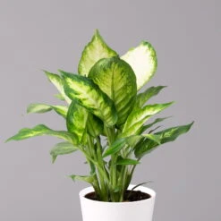 Dieffenbachie 'Camilla' Mit Keramiktopf Dallas Weiß, Topf-Ø12cm, 2er-Set -Garten Sicht Verkäufe 0220170077 Dieffenbachia Camilla Dallas weiss 2