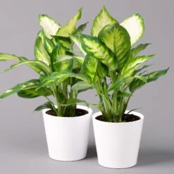 Dieffenbachie 'Camilla' Mit Keramiktopf Dallas Weiß, Topf-Ø12cm, 2er-Set