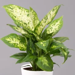 Dieffenbachie 'Compacta' Mit Keramiktopf Dallas Weiß, Topf-Ø12cm, 3er-Set -Garten Sicht Verkäufe 0220170084 Dieffenbachia Compacta mit Topf Dallas weiss 2